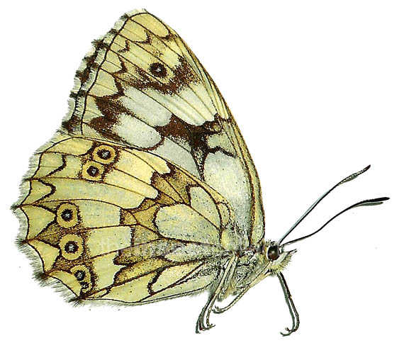 Melanargia lucasi