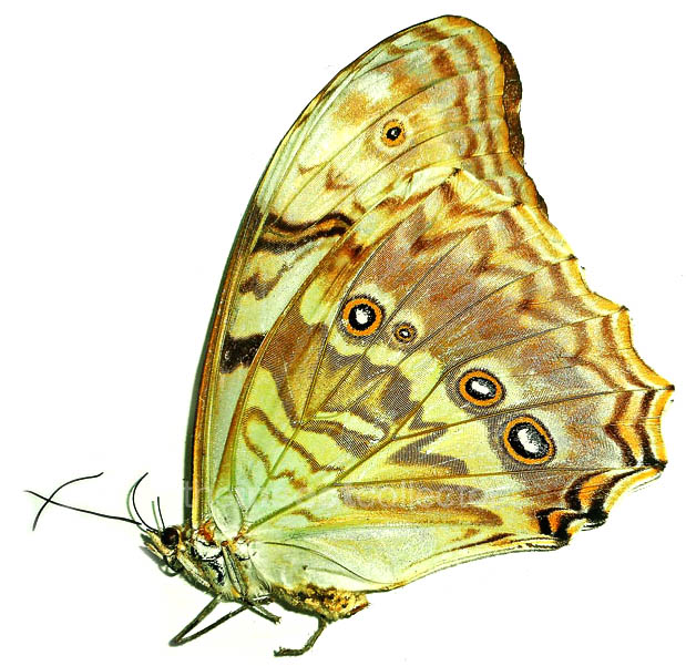 Morpho polyphemus