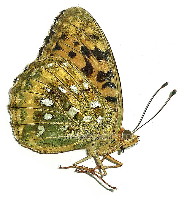 Argynnis aglaja