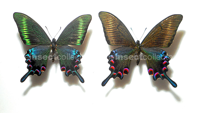 Papilio maackii