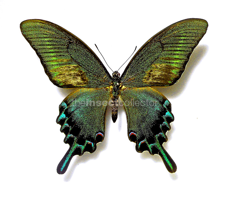 Papilio maackii