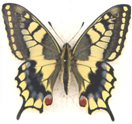 Papilio machaon 