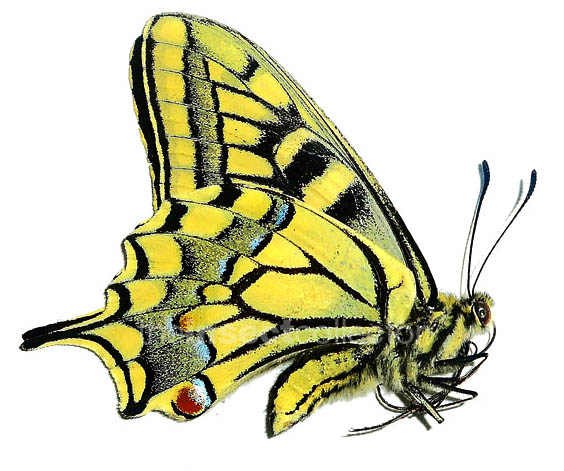 Papilio machaon