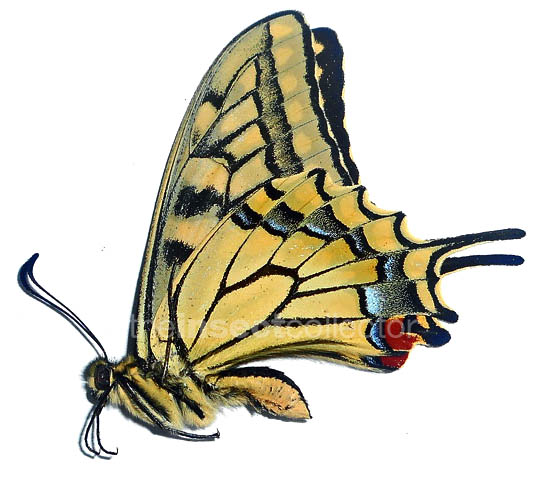 Papilio machaon 