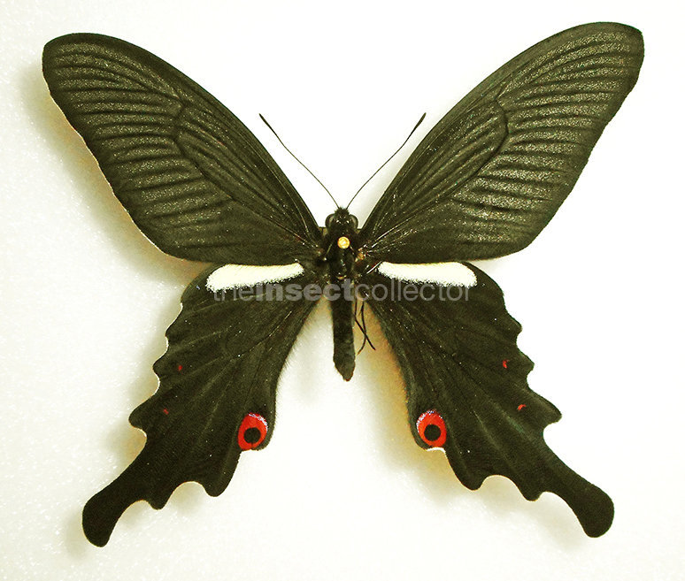 Papilio macilentus