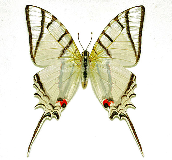 Protesilaus macrosilaus