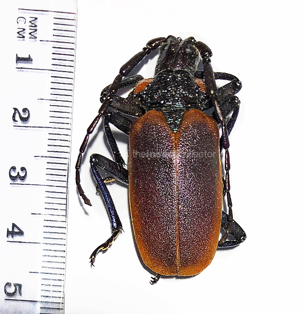 Oropyrodes maculicollis