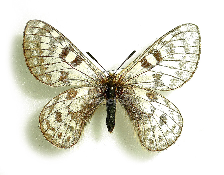 Parnassius maharaja