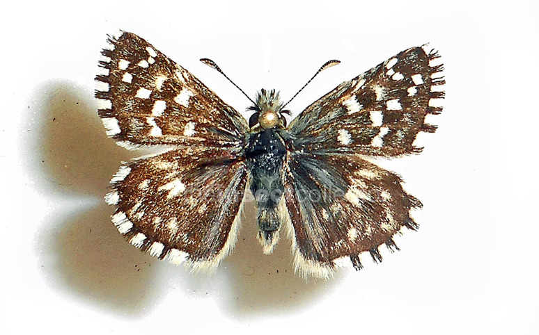 Pyrgus malvoides