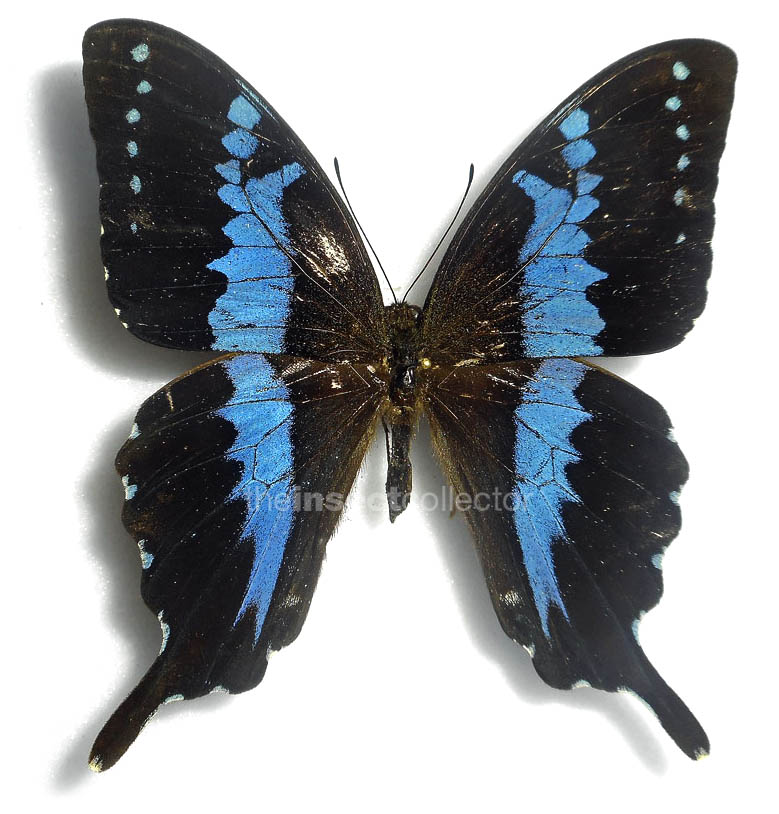 Papilio mangoura