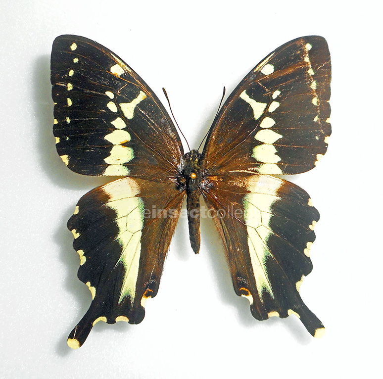 Papilio mangoura