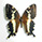 Papilio mangoura