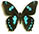Papilio manlius