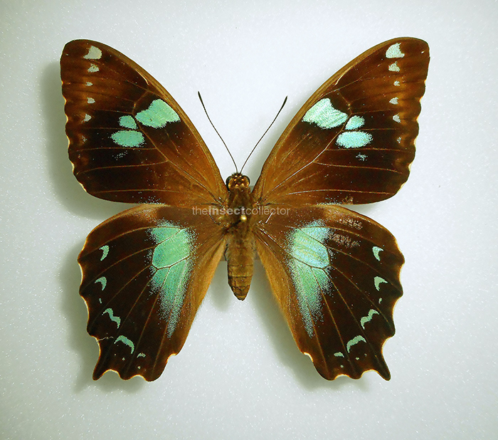 Papilio manlius 