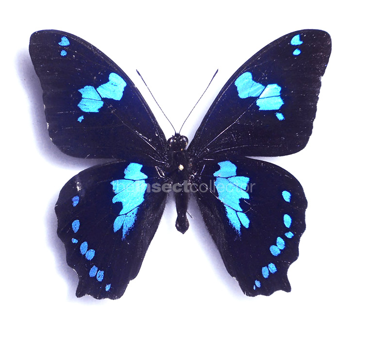 Papilio manlius