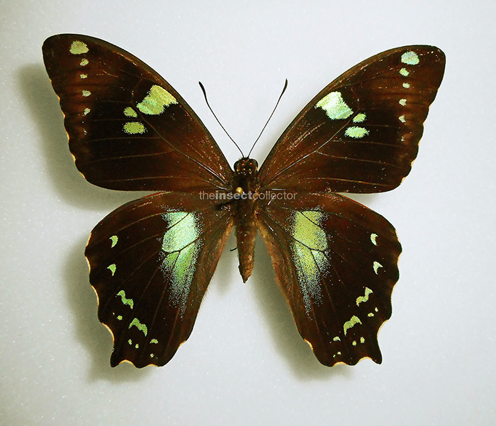Papilio manlius 