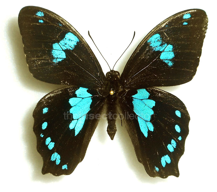 Papilio manlius