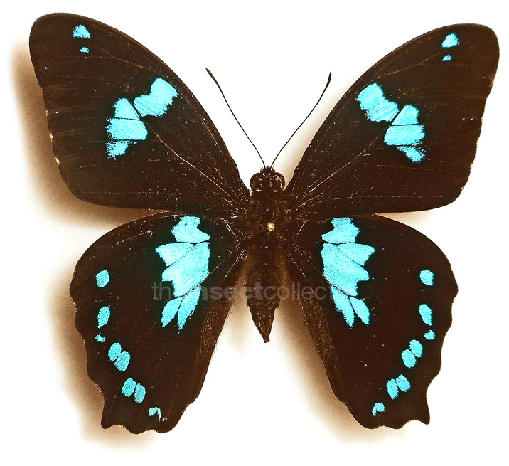 Papilio manlius