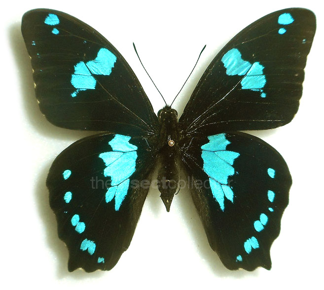 Papilio manlius