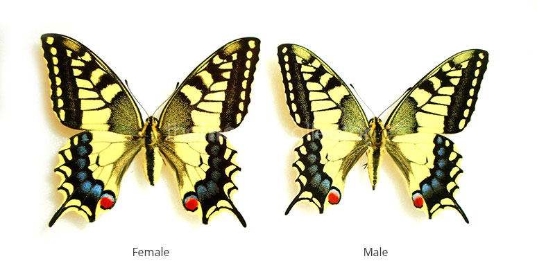 Papilio machaon