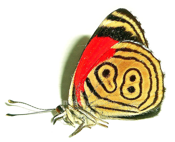 Diaethria clymena 