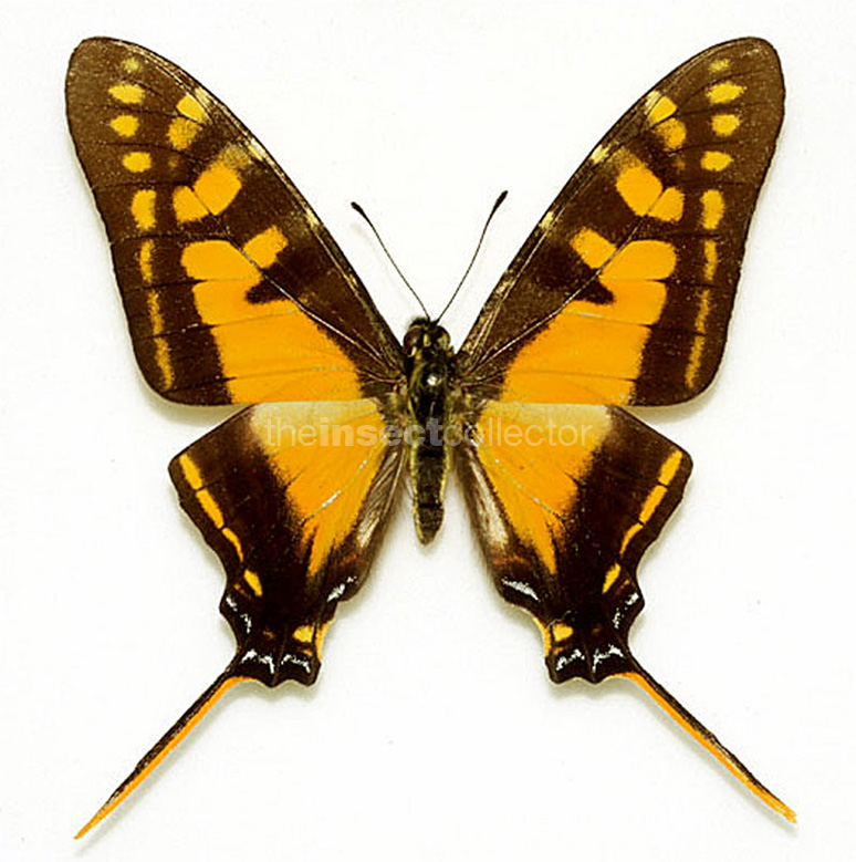 Protographium thyastes