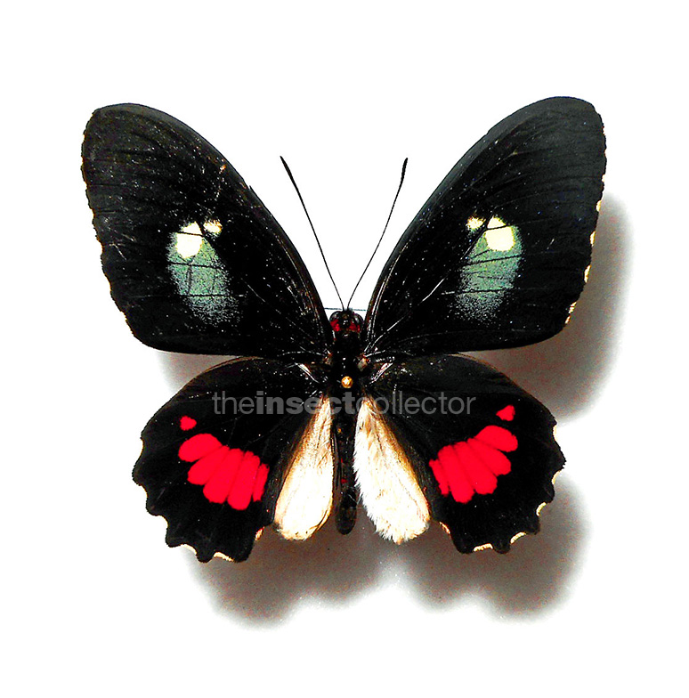 Parides anchises 