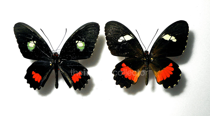 Parides anchises 