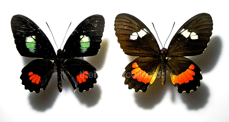 Parides anchises 