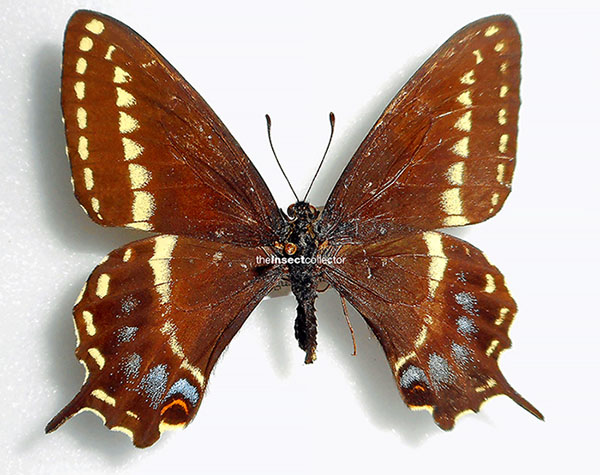 Papilio indra