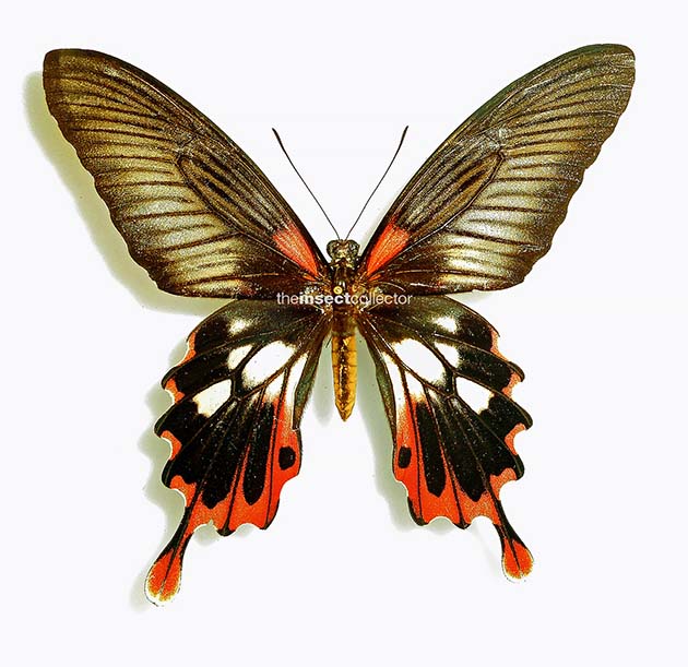 Papilio mayo