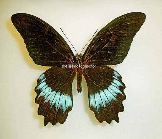 Papilio mayo