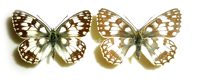 Melanargia russiae 