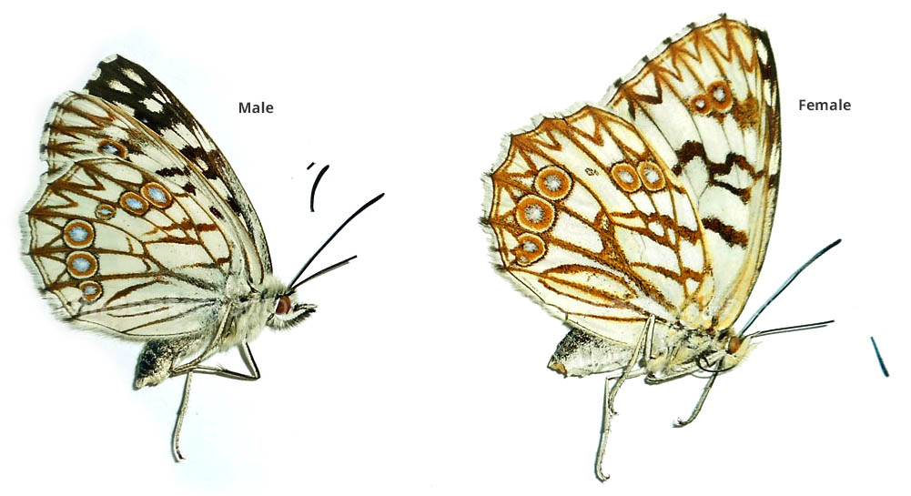 Melanargia occitanica