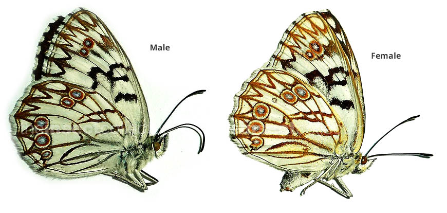 Melanargia occitanica