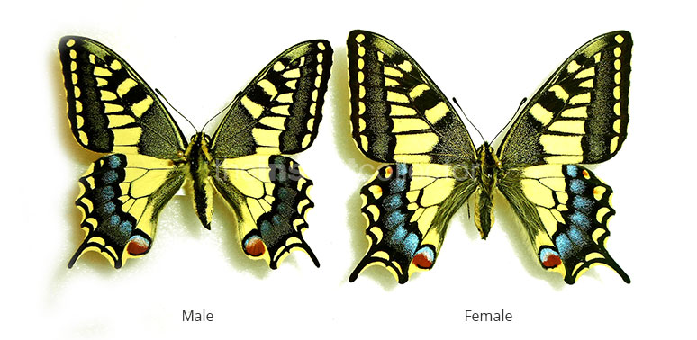 Papilio machaon