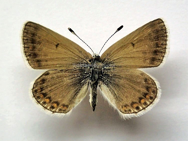 Polyommatus menelaos