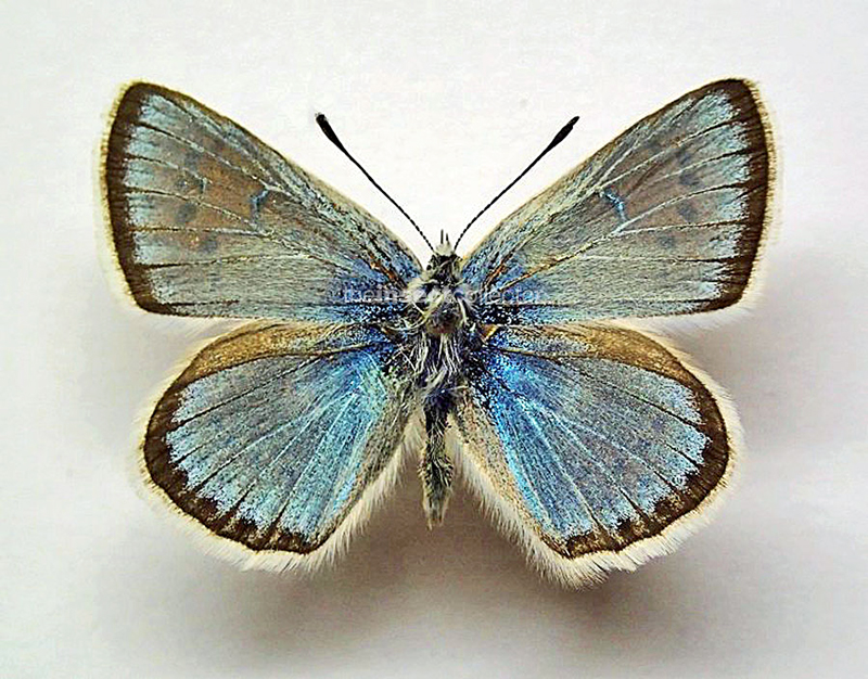 Polyommatus menelaos