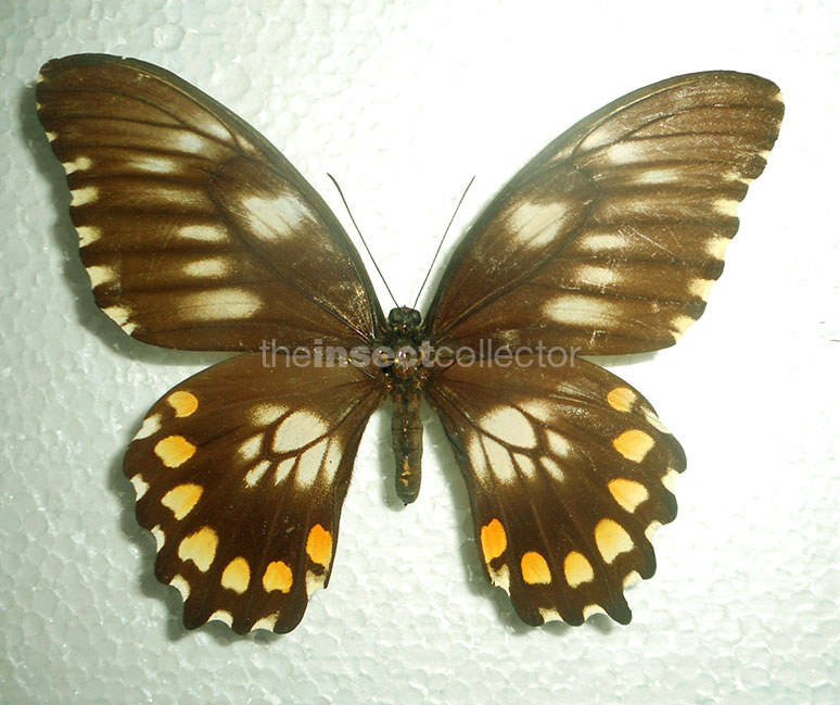 Papilio bridgei 