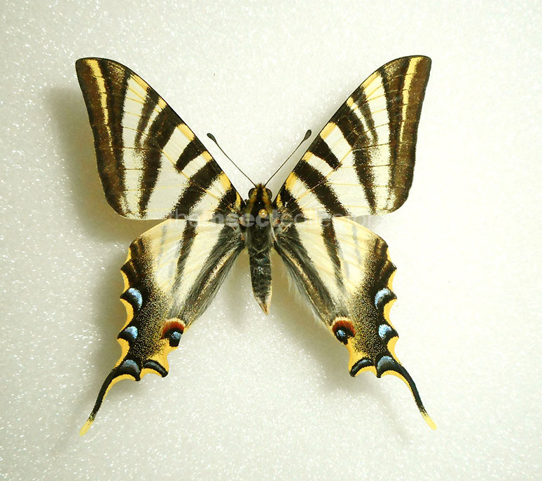 Iphiclides feisthamelii