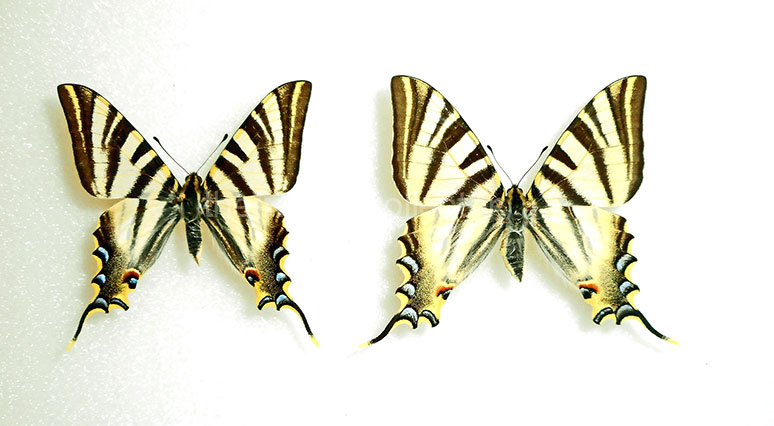 Iphiclides feisthamelii