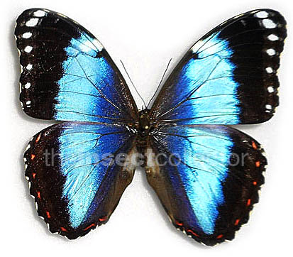 Morpho helenor mielkei