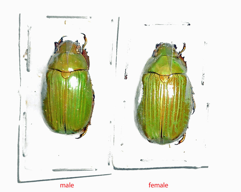 Chrysina miguelangeli