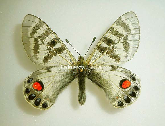 Parnassius charltonius