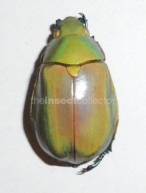 Chrysina modesta