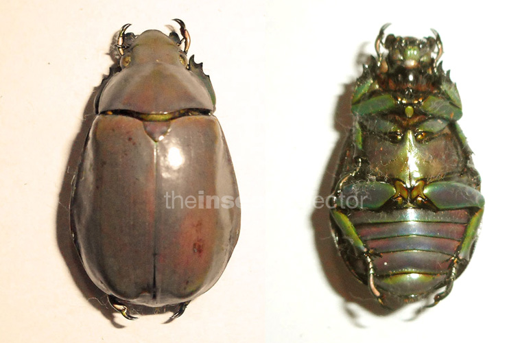 Chrysina modesta