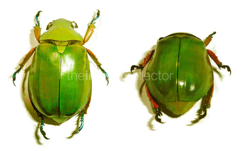 Chrysina modesta