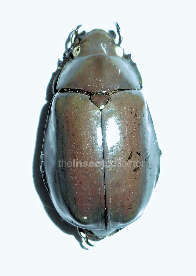 Chrysina modesta 