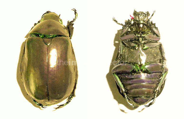 Chrysina modesta