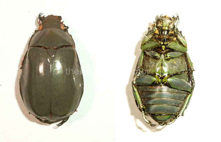 Chrysina modesta